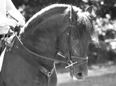 Clear Round CEC 040807